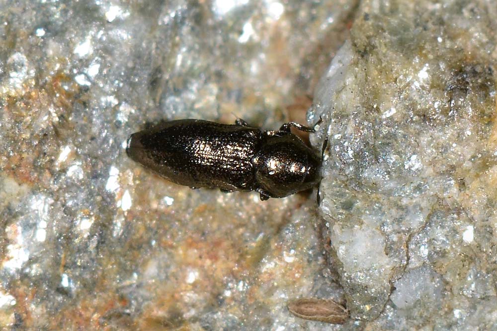 Aphanisticus pygmaeus (Buprestidae)